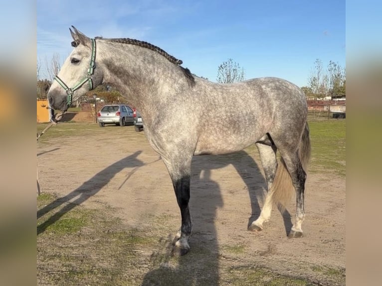 PRE Mix Ruin 6 Jaar 165 cm Schimmel in Talarrubias
