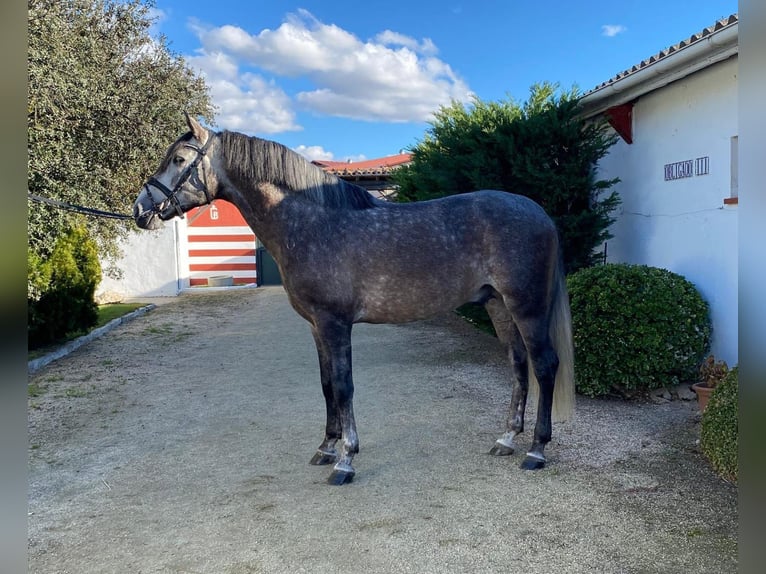 PRE Mix Ruin 6 Jaar 165 cm Schimmel in Ventosa Del Rio Almar