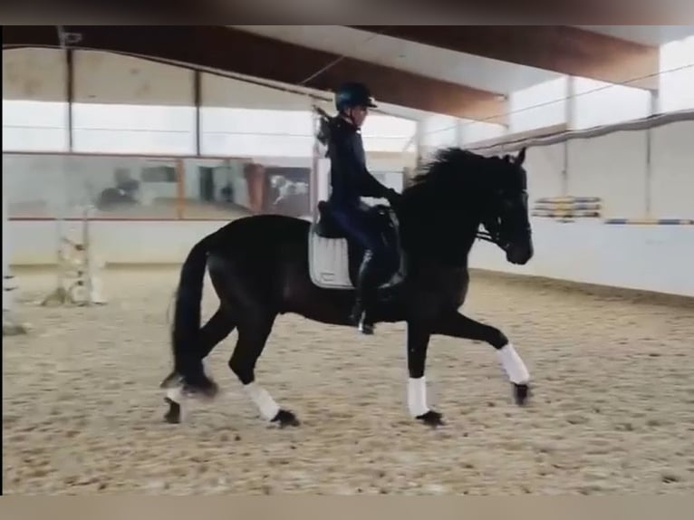 PRE Mix Ruin 6 Jaar 165 cm Zwart in Sottrum