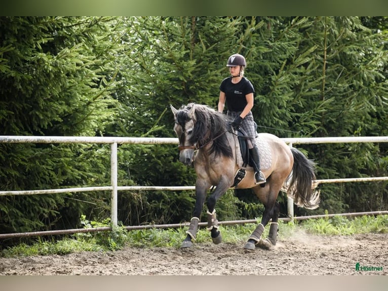 PRE Ruin 6 Jaar 166 cm Buckskin in Maastricht