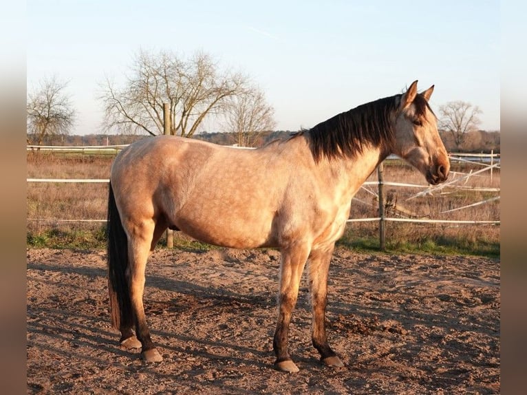 PRE Ruin 6 Jaar 166 cm Buckskin in Weiterstadt