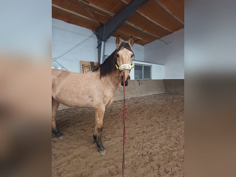 PRE Ruin 6 Jaar 166 cm Buckskin in Weiterstadt