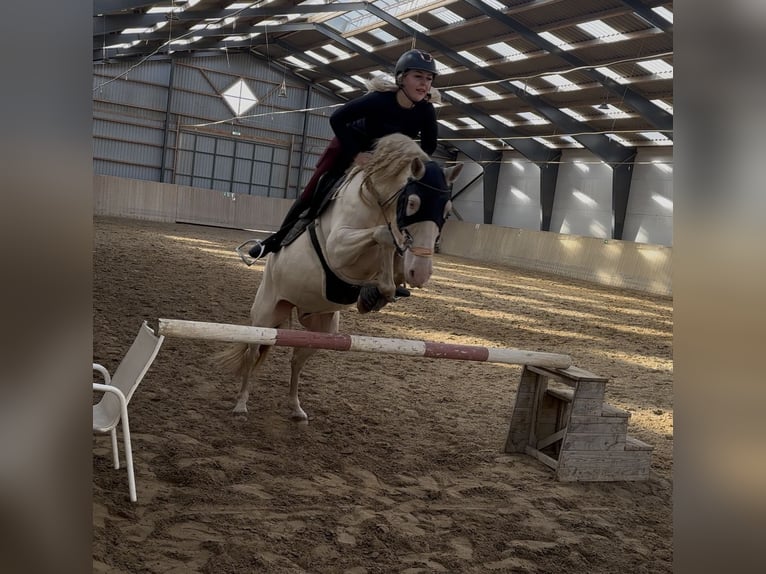 PRE Ruin 6 Jaar 166 cm Perlino in Kastrup