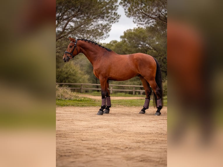 PRE Ruin 6 Jaar 166 cm Roodbruin in Palafolls