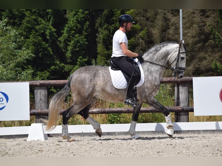 PRE Mix Ruin 6 Jaar 166 cm Schimmel in Asperup