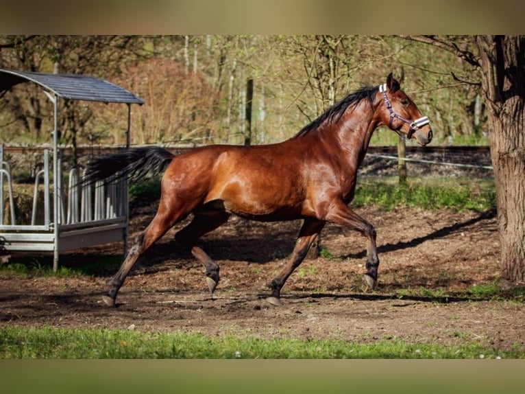 PRE Ruin 6 Jaar 167 cm Bruin in Aldingen