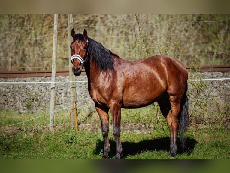 PRE Ruin 6 Jaar 167 cm Bruin in Aldingen