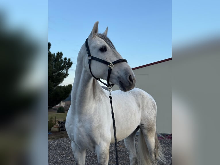 PRE Mix Ruin 6 Jaar 167 cm Schimmel in Ludwigsfelde