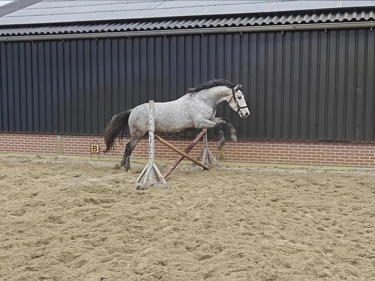 PRE Mix Ruin 6 Jaar 167 cm Schimmel in Meerkerk