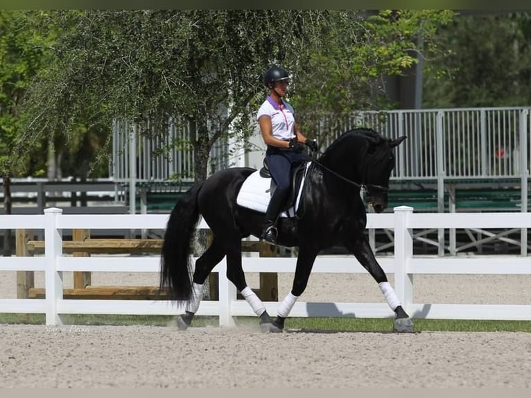 PRE Mix Ruin 6 Jaar 167 cm Zwart in Hamminkeln