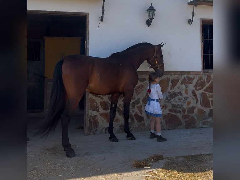 PRE Ruin 6 Jaar 168 cm Bruin in Riogordo