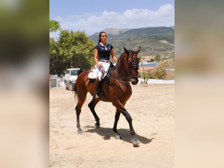 PRE Ruin 6 Jaar 168 cm Bruin in Riogordo