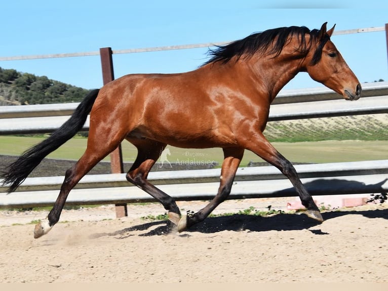 PRE Ruin 6 Jaar 168 cm Bruin in Provinz Cordoba