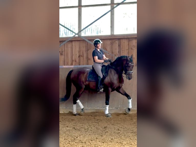 PRE Ruin 6 Jaar 168 cm Donkerbruin in Kelpen-Oler