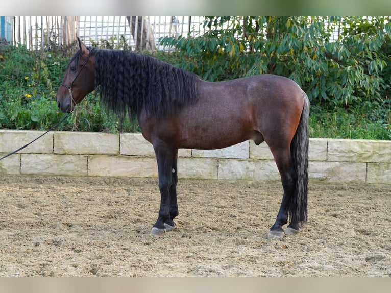 PRE Ruin 6 Jaar 168 cm Donkerbruin in Krumbach