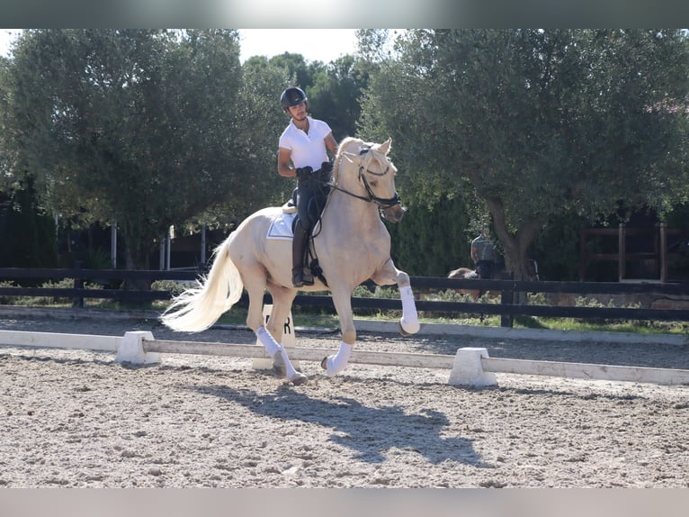 PRE Mix Ruin 6 Jaar 168 cm Palomino in Santa Perpetua de Mogoda