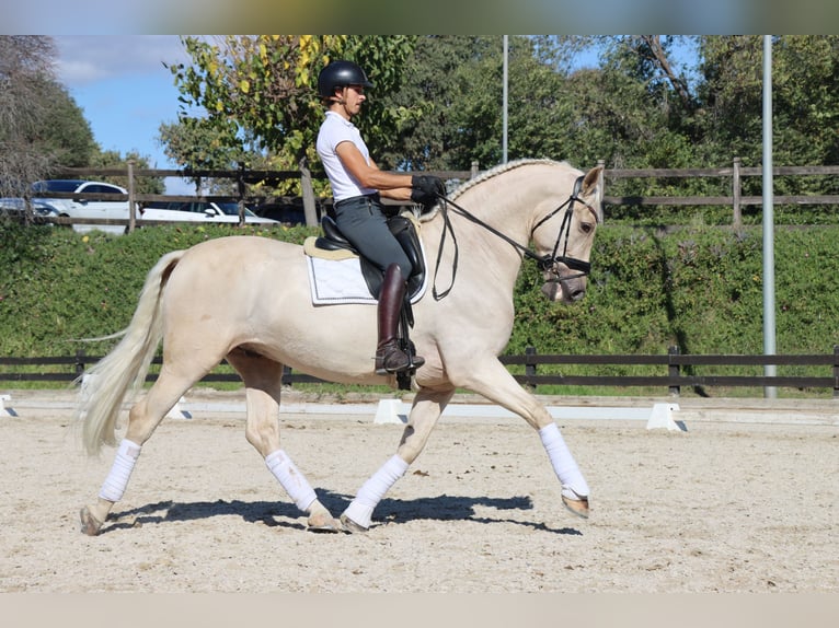 PRE Mix Ruin 6 Jaar 168 cm Palomino in Santa Perpetua de Mogoda