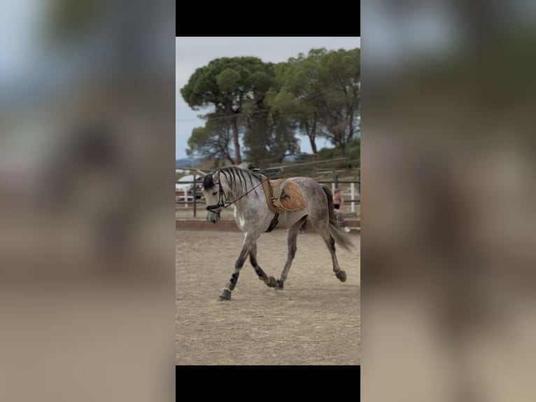 PRE Mix Ruin 6 Jaar 168 cm Schimmel in Sant Fruitos De Bages