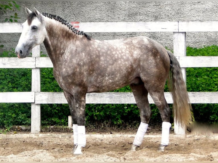 PRE Ruin 6 Jaar 169 cm Schimmel in Bochum