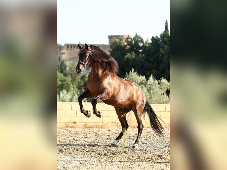PRE Ruin 6 Jaar 170 cm Donkerbruin in Krumbach