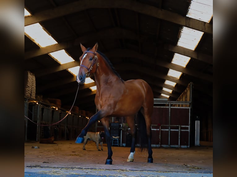 PRE Ruin 6 Jaar 170 cm Lichtbruin in HEUVELLAND