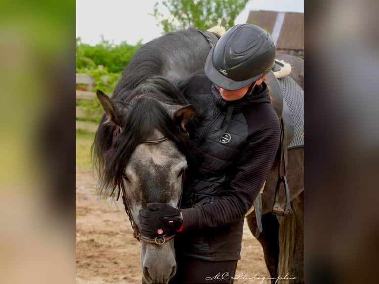 PRE Ruin 6 Jaar 170 cm Zwartschimmel in Polenz