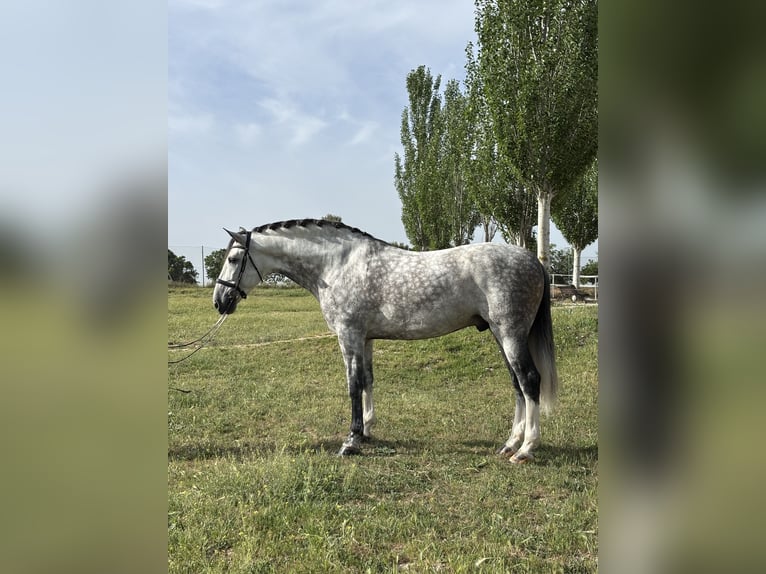 PRE Ruin 6 Jaar 172 cm Schimmel in Pozuelo De Alarcon