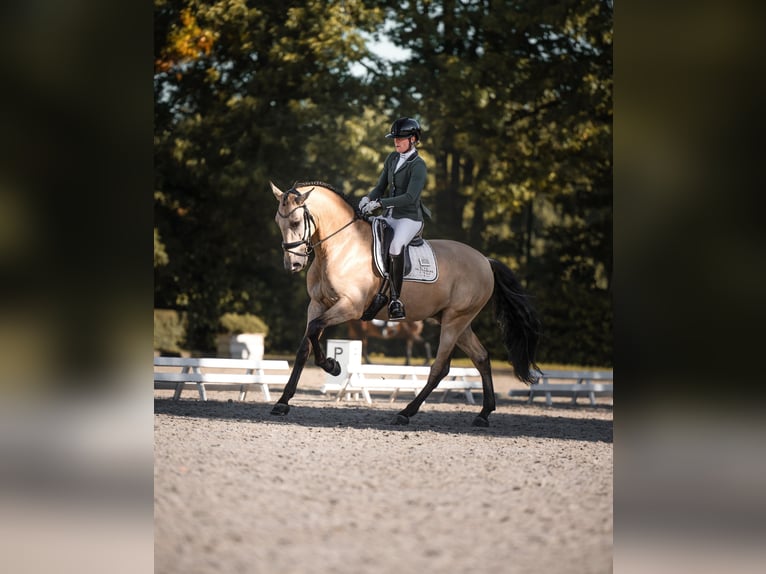 PRE Mix Ruin 6 Jaar 175 cm Buckskin in Vinkeveen