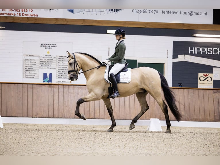 PRE Mix Ruin 6 Jaar 175 cm Buckskin in Vinkeveen