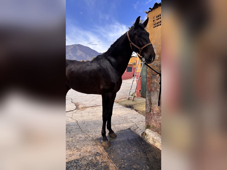 PRE Ruin 6 Jaar 175 cm Donkerbruin in Estepona
