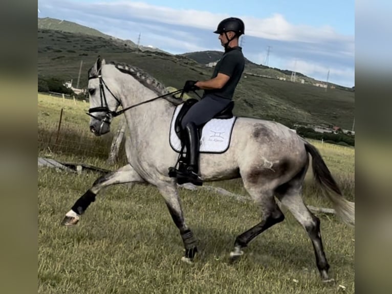 PRE Ruin 6 Jaar 175 cm Schimmel in Pedro Valiente