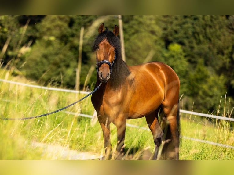 PRE Ruin 7 Jaar 157 cm Bruin in SprockhövelSp