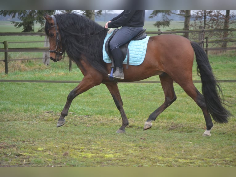 PRE Mix Ruin 7 Jaar 158 cm Bruin in Breda