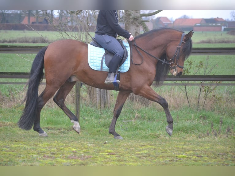 PRE Mix Ruin 7 Jaar 158 cm Bruin in Breda