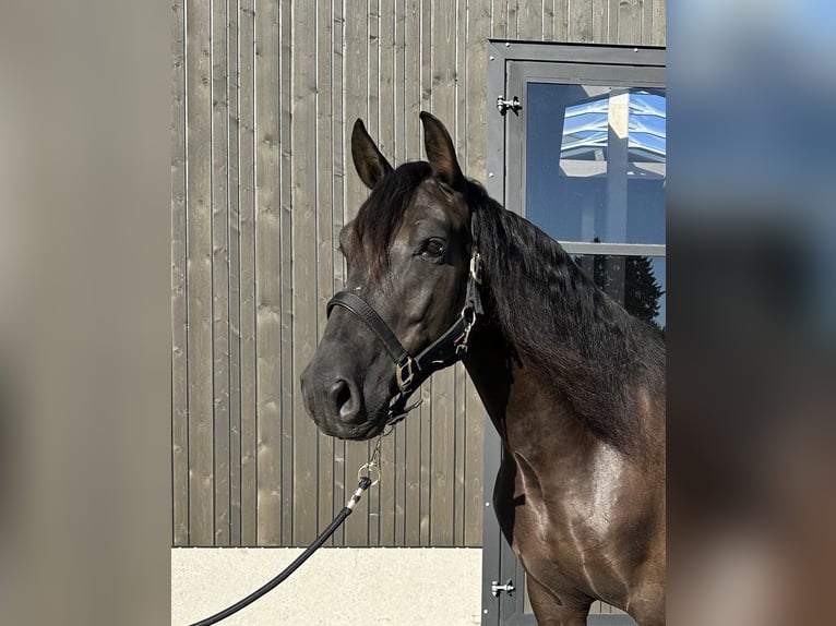PRE Mix Ruin 7 Jaar 158 cm Zwart in Salzburg