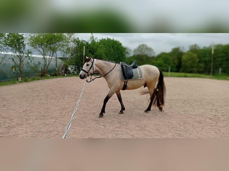 PRE Ruin 7 Jaar 160 cm Buckskin in Rastorf