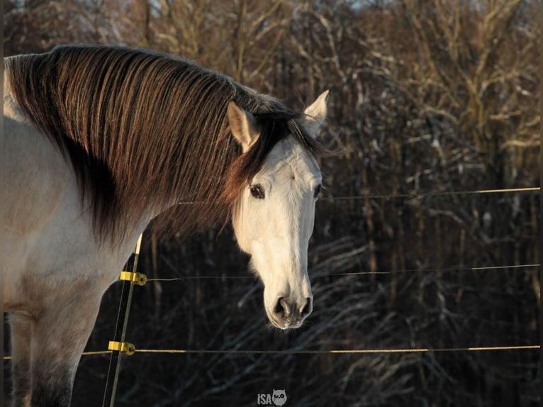PRE Ruin 7 Jaar 160 cm Buckskin in Rastorf