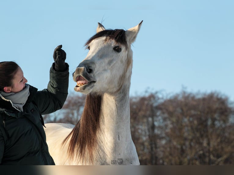 PRE Ruin 7 Jaar 160 cm Buckskin in Rastorf