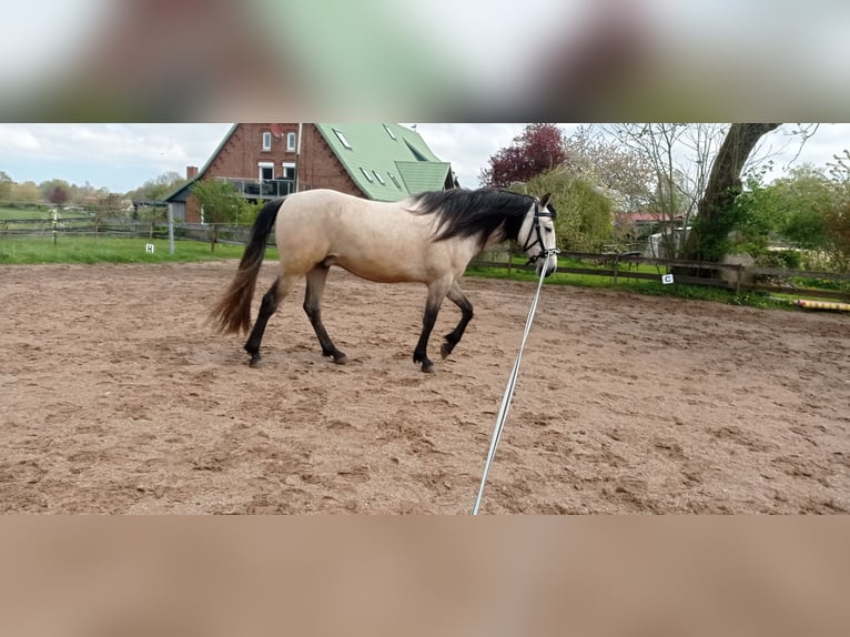 PRE Ruin 7 Jaar 160 cm Buckskin in Rastorf