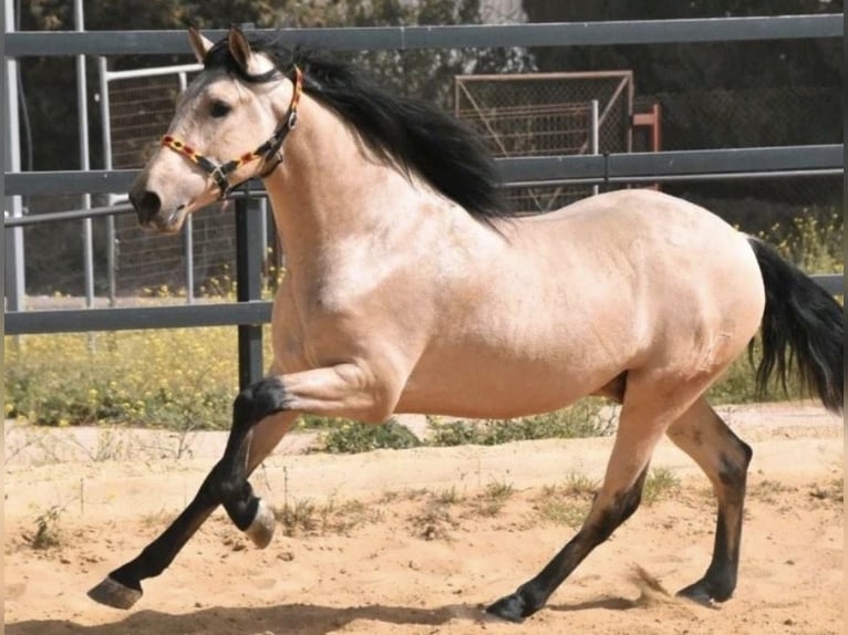PRE Ruin 7 Jaar 160 cm Buckskin in Landshut