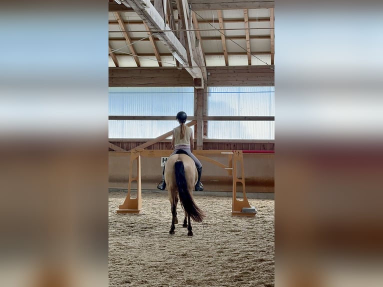 PRE Ruin 7 Jaar 160 cm Buckskin in Landshut