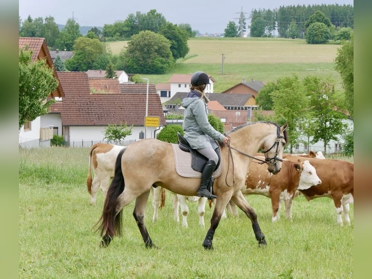 PRE Ruin 7 Jaar 160 cm Buckskin in Landshut