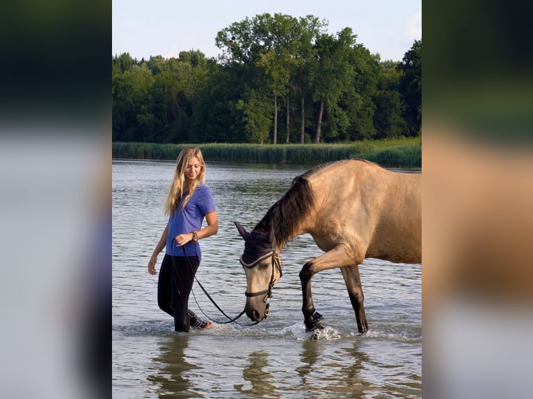 PRE Ruin 7 Jaar 160 cm Buckskin in Landshut