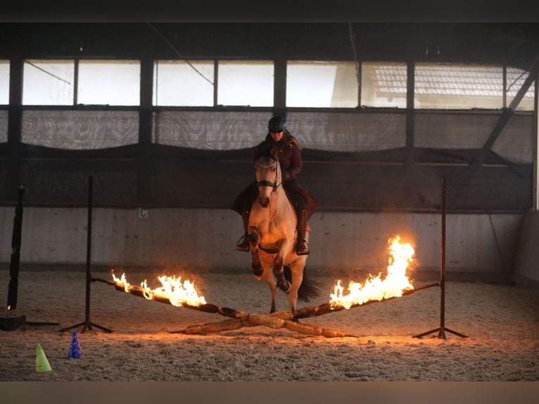 PRE Ruin 7 Jaar 160 cm Buckskin in Landshut