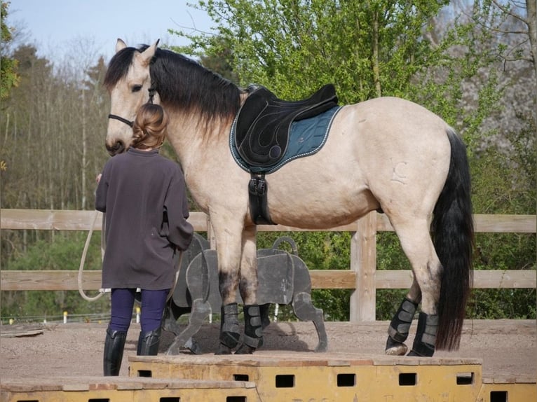 PRE Ruin 7 Jaar 160 cm Buckskin in Landshut