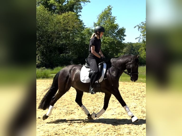 PRE Mix Ruin 7 Jaar 160 cm Zwart in Senden