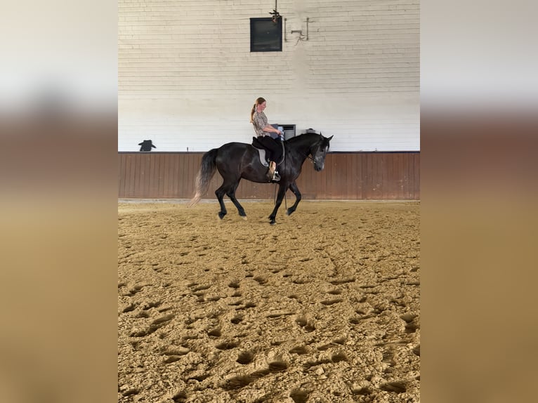PRE Ruin 7 Jaar 160 cm Zwartschimmel in Oer-Erkenschwick