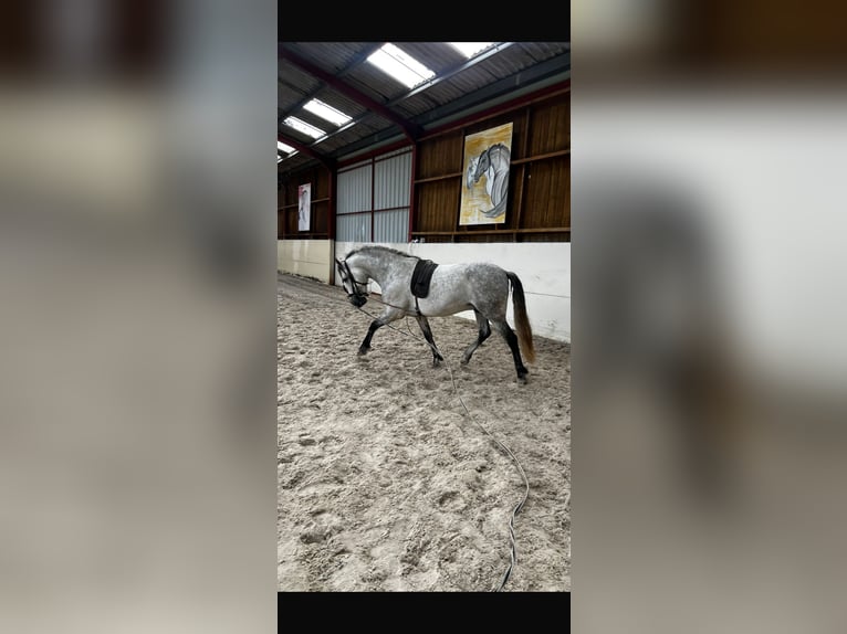 PRE Ruin 7 Jaar 161 cm Appelschimmel in Campneuseville