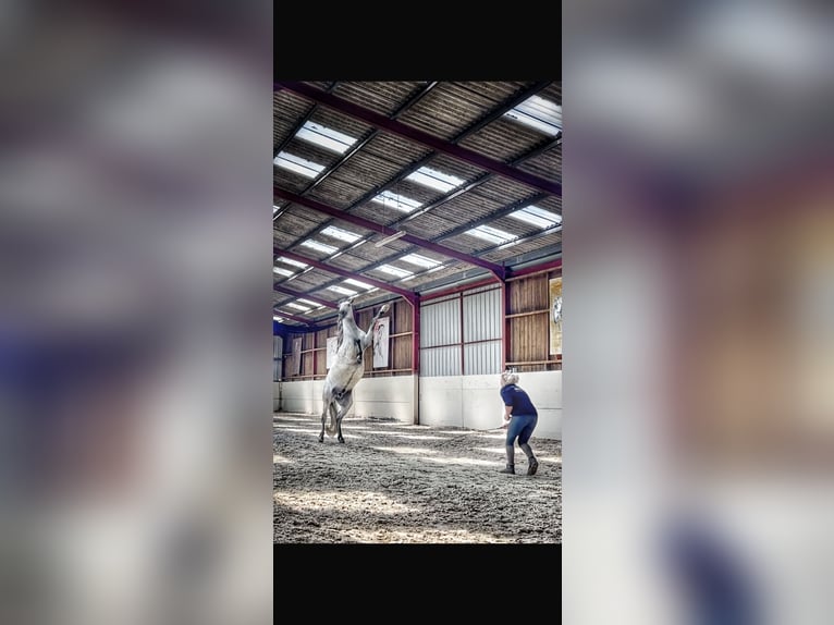 PRE Ruin 7 Jaar 161 cm Appelschimmel in Campneuseville