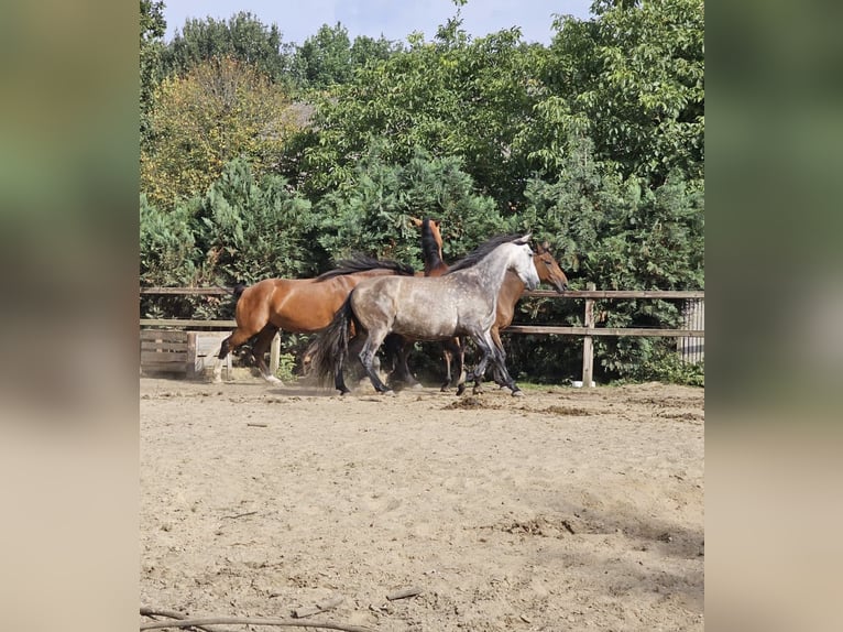 PRE Ruin 7 Jaar 161 cm Schimmel in Putten